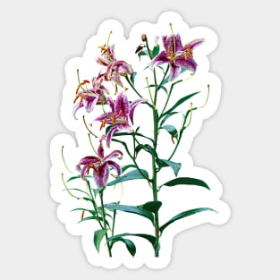 Stargazer Lily Plants Sticker